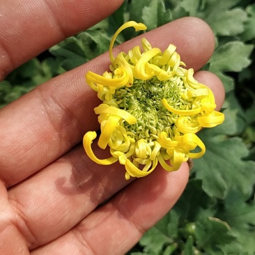 菊花