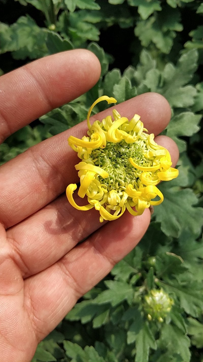 菊花