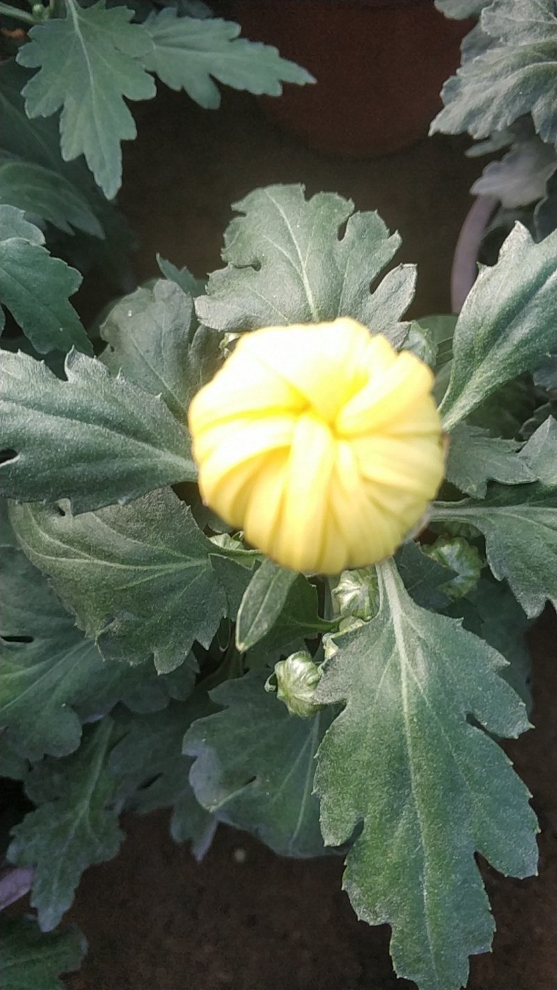 菊花