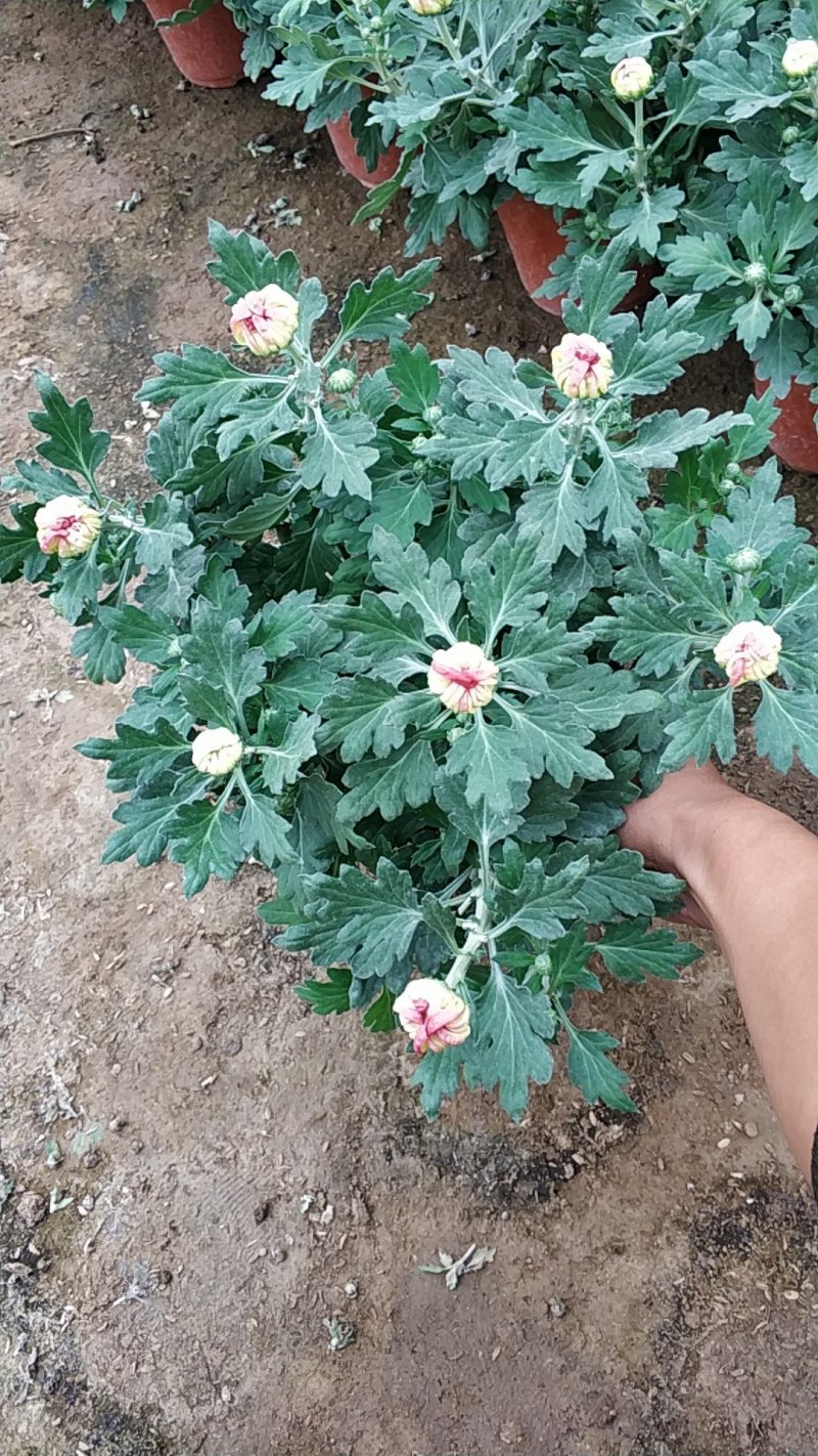 菊花
