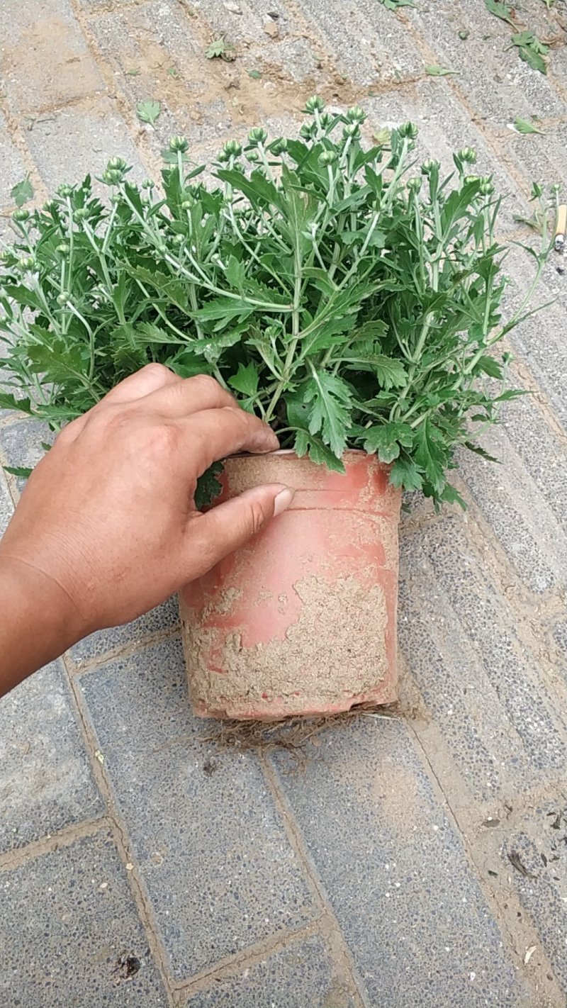菊花
