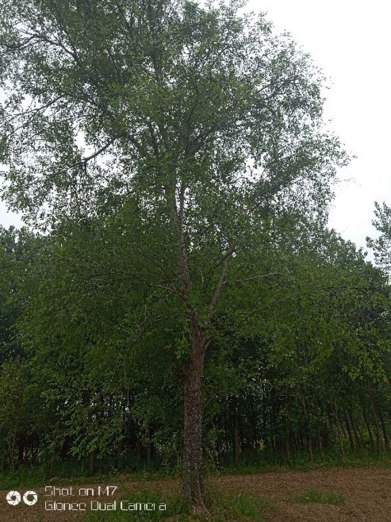 专供各种绿化各种草皮各种苗木