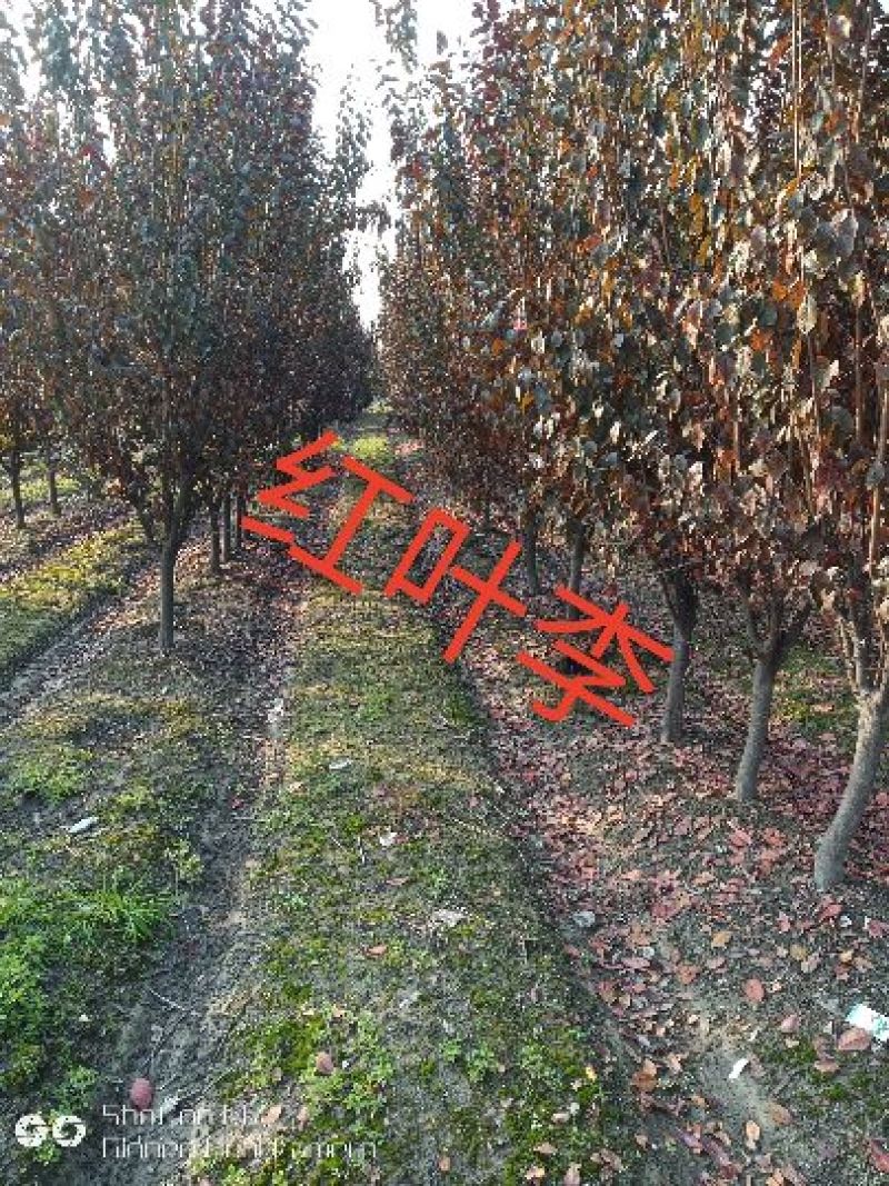 专供各种绿化各种草皮各种苗木