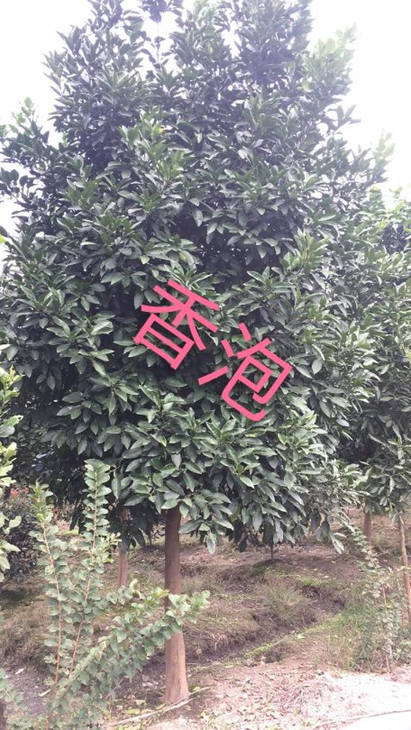 专供各种绿化各种草皮各种苗木