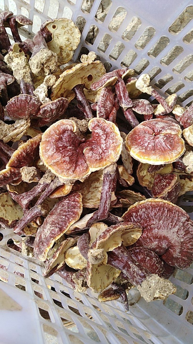 灵芝菌山上捡的支持一件代发