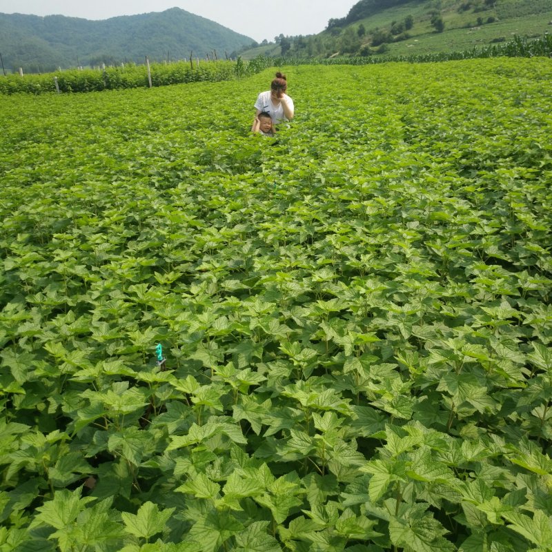 黑加仑苗树葡萄东北黑加仑大苗抗寒果树苗一年两年三年苗