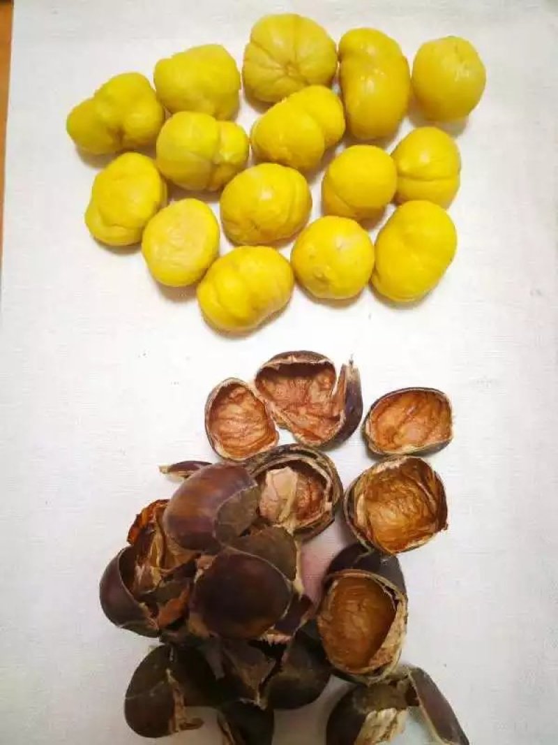 板栗