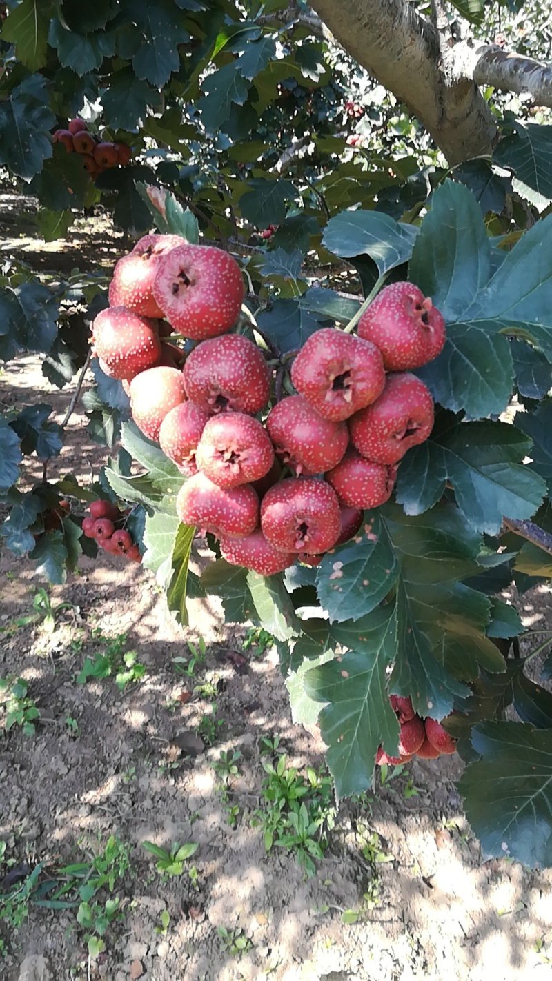 大金星山楂，25左右一斤，
