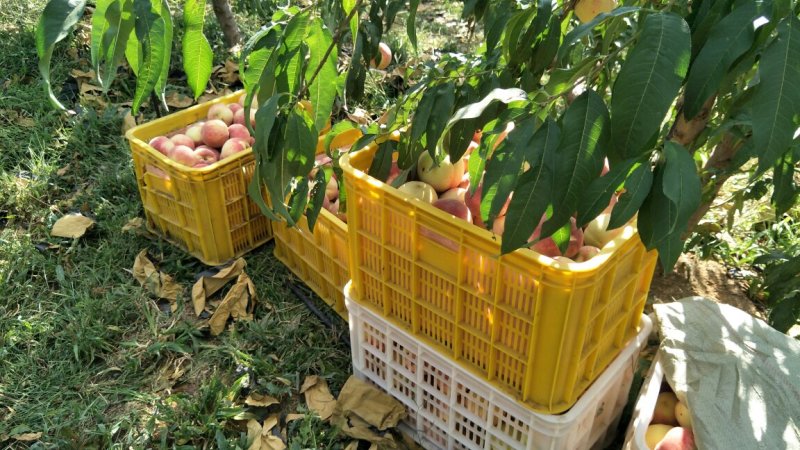 山东青岛金秋红蜜75起步糖分15表光靓