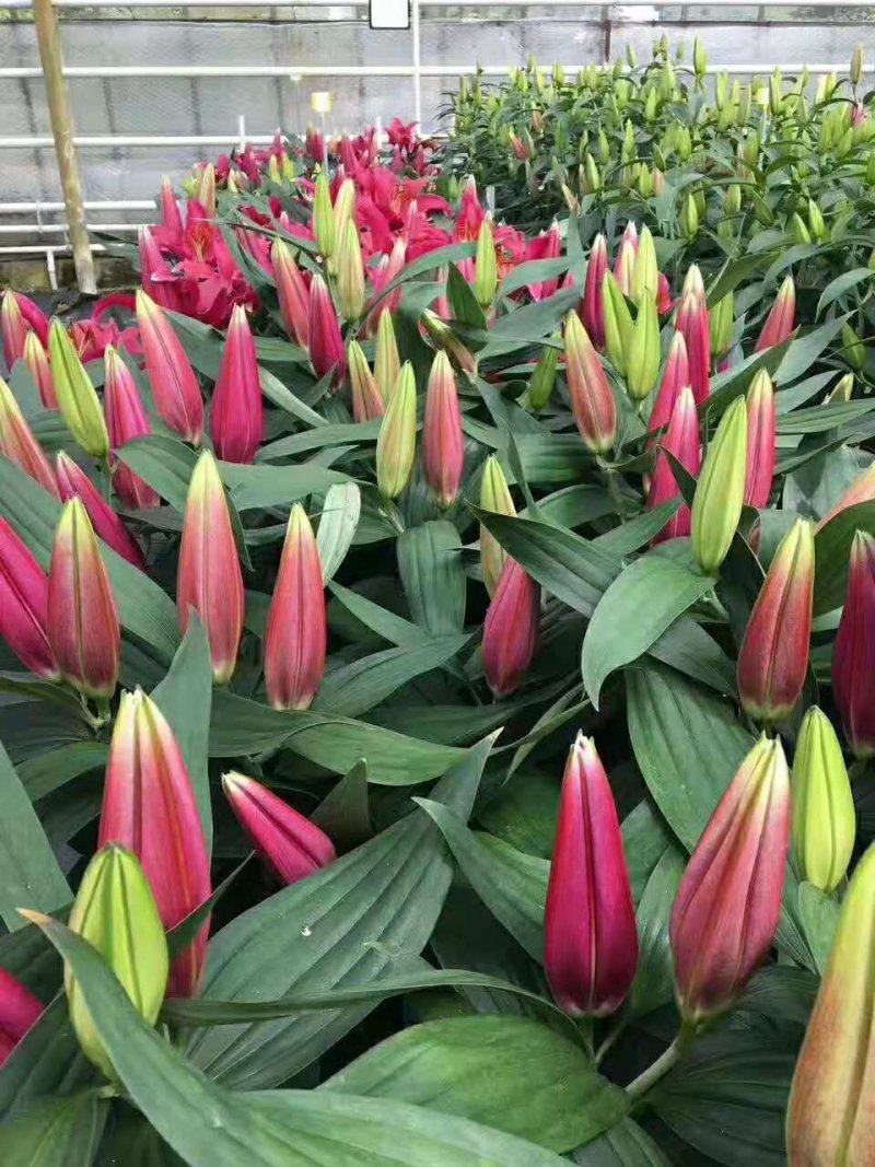百合花基地要的联系