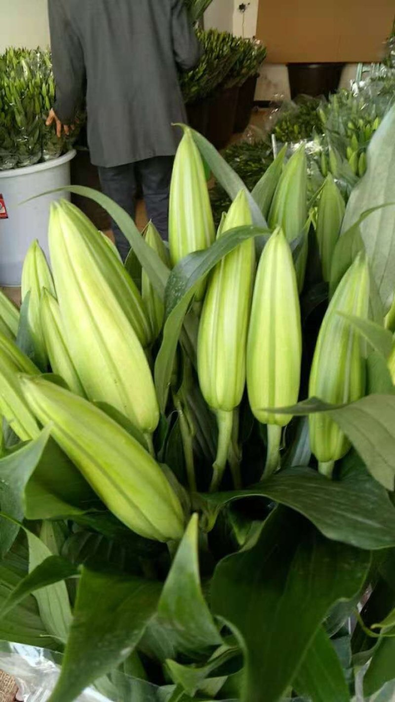 百合花基地要的联系