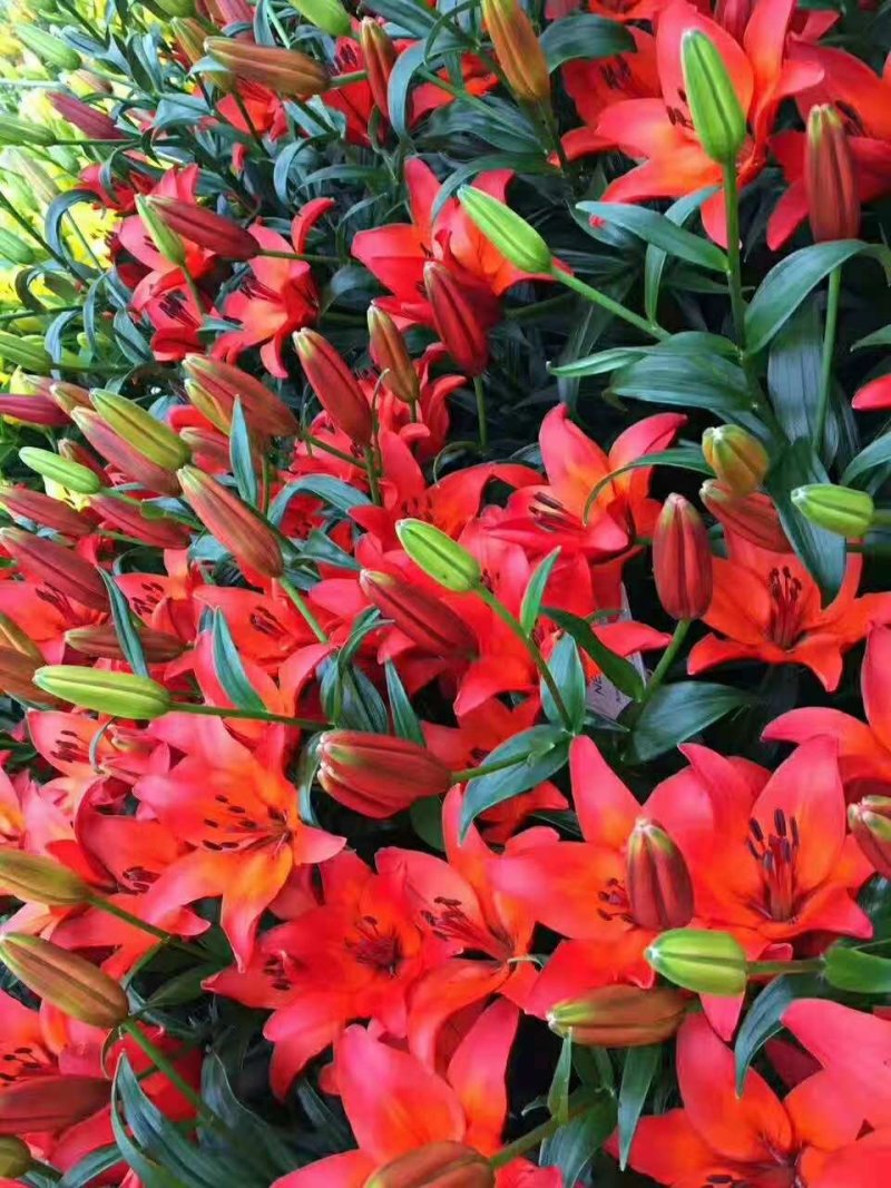 百合花基地要的联系