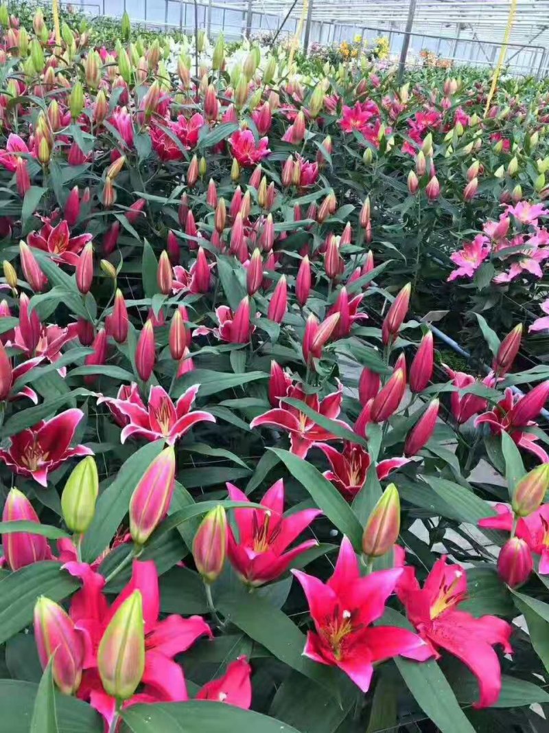 百合花基地要的联系