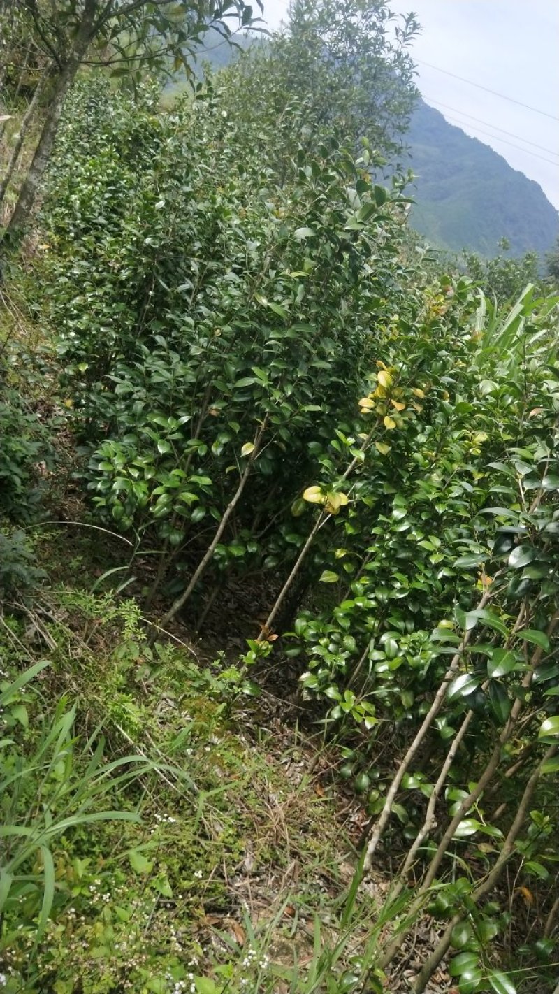 茶花六角大红花大无花心