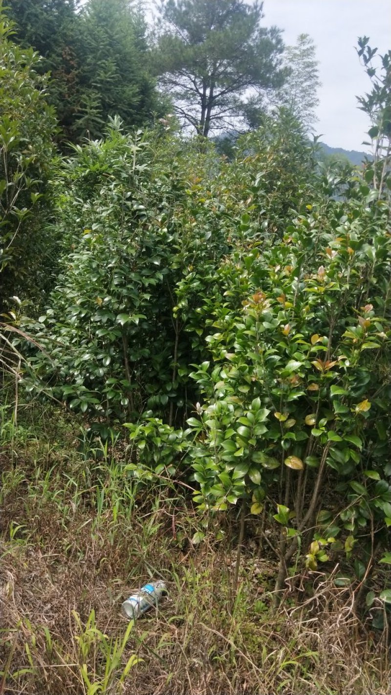 茶花六角大红花大无花心