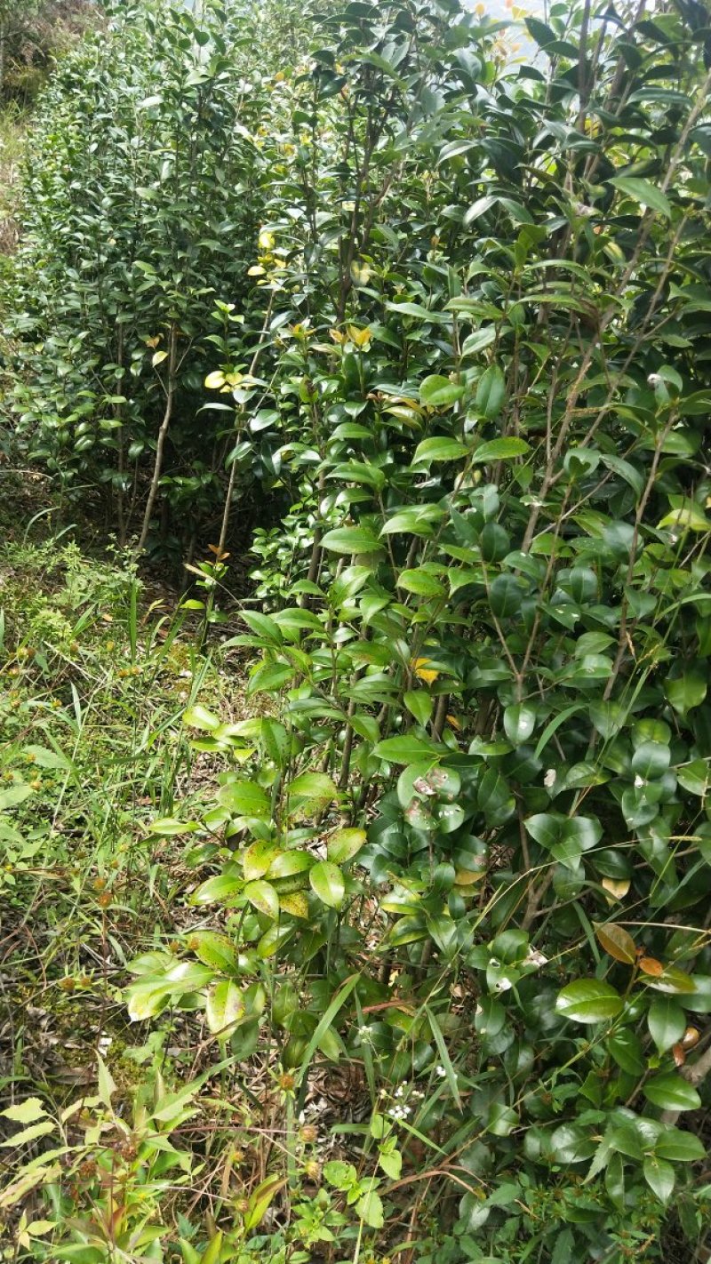 茶花六角大红花大无花心