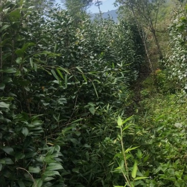 茶花六角大红花大无花心