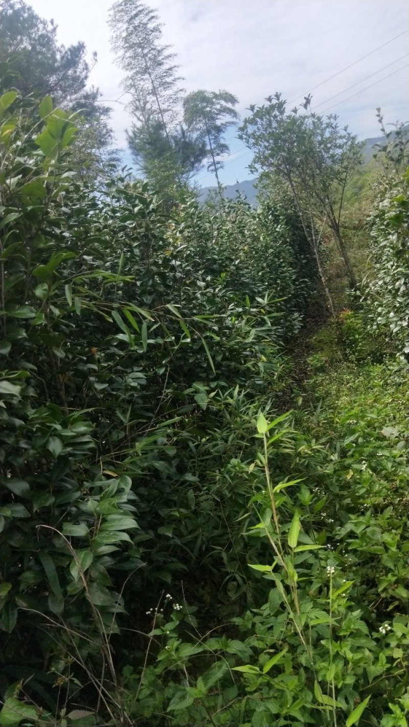 茶花六角大红花大无花心
