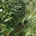 茶花六角大红花大无花心