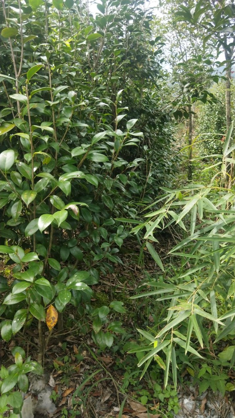 茶花六角大红花大无花心