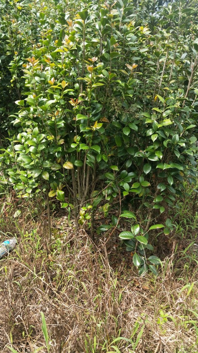 茶花六角大红花大无花心