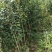 茶花六角大红花大无花心
