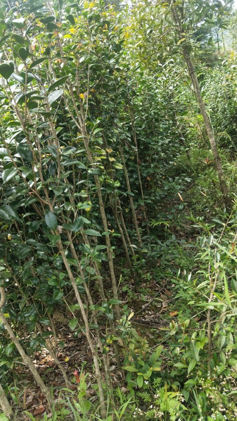 茶花六角大红花大无花心