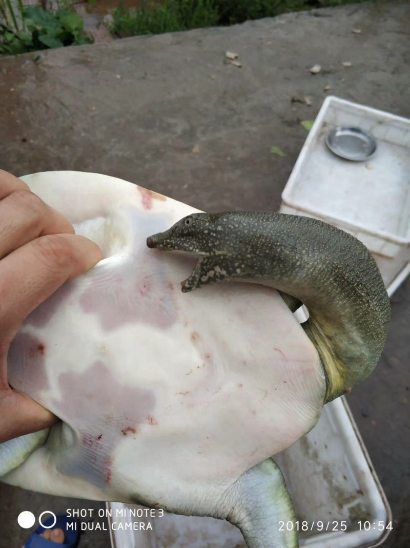 鳖
