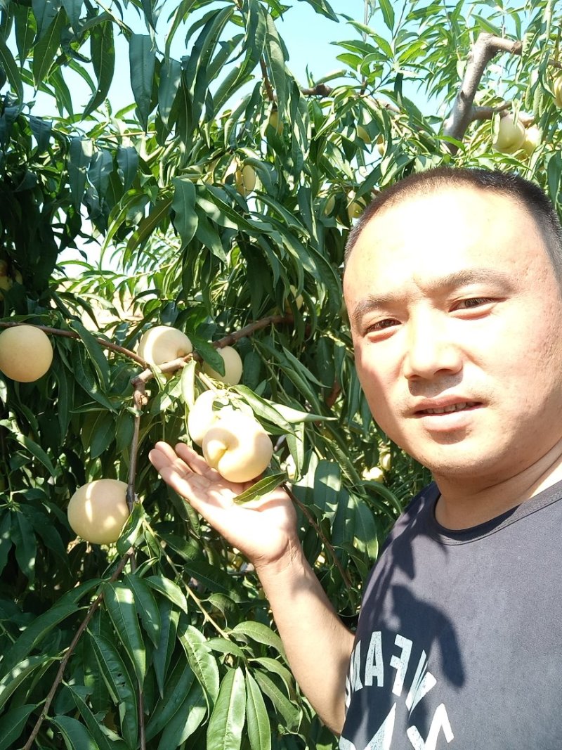 帅师香桃苗，，，，，，，，，，，，，，，，，