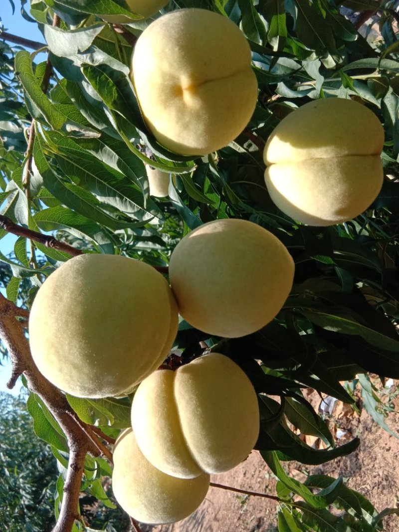 帅师香桃苗，，，，，，，，，，，，，，，，，