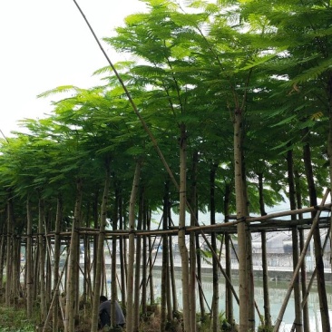 广东普宁凤凰木，现挖现发，基地直发，品质保证，欢迎选购