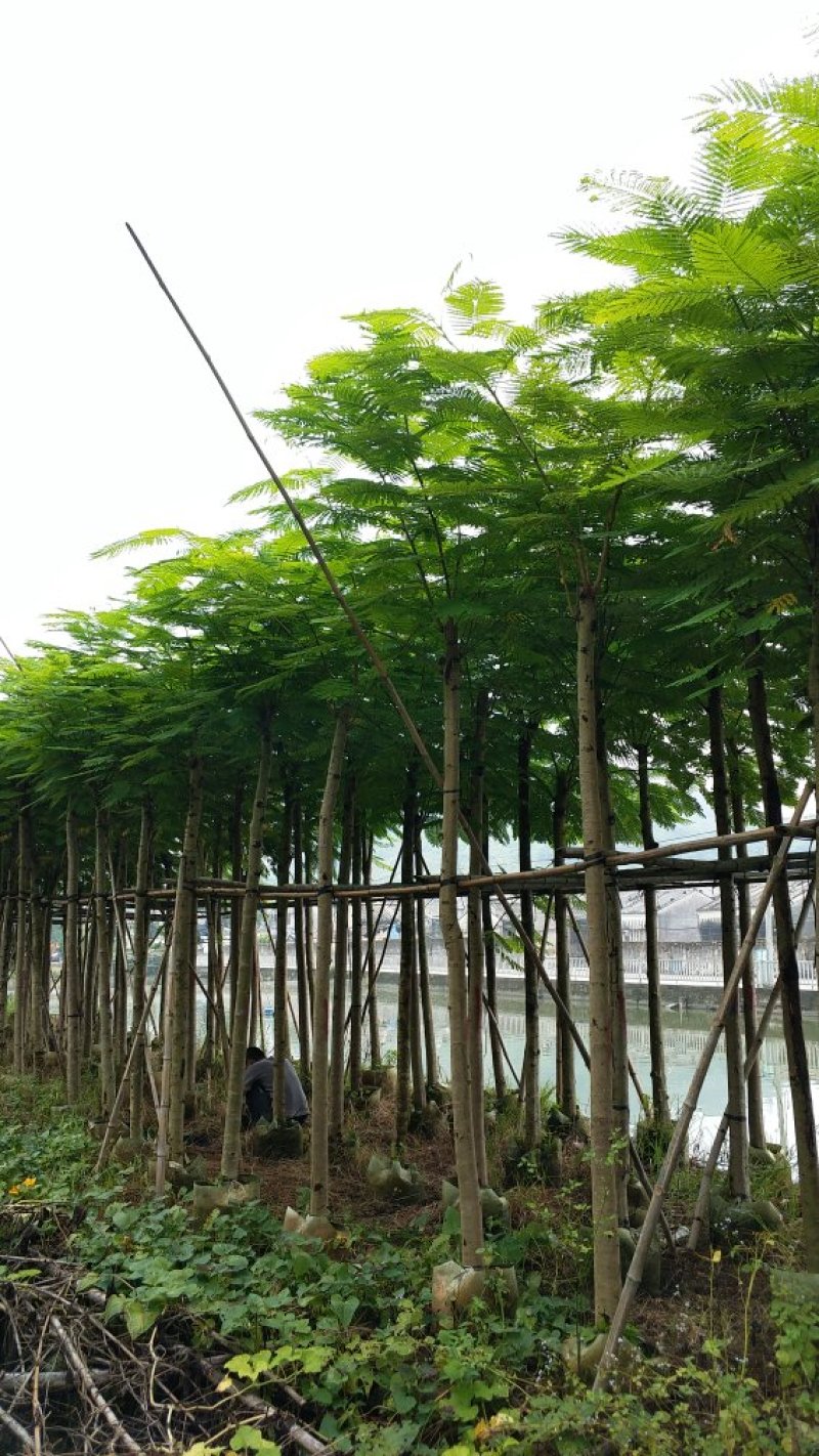 广东普宁凤凰木，现挖现发，基地直发，品质保证，欢迎选购