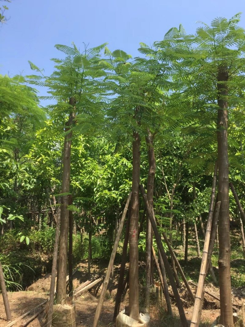 广东普宁凤凰木，现挖现发，基地直发，品质保证，欢迎选购