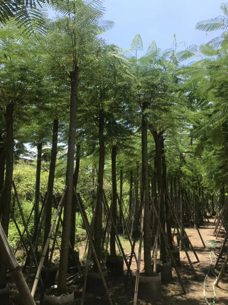 广东普宁凤凰木，现挖现发，基地直发，品质保证，欢迎选购