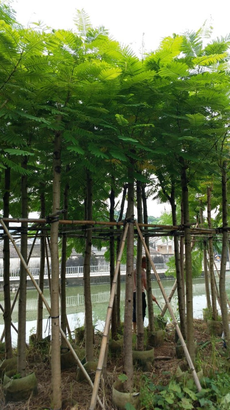 广东普宁凤凰木，现挖现发，基地直发，品质保证，欢迎选购