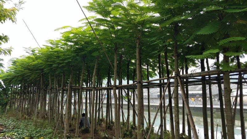 广东普宁凤凰木，现挖现发，基地直发，品质保证，欢迎选购