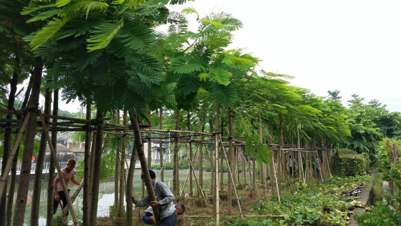 广东普宁凤凰木，现挖现发，基地直发，品质保证，欢迎选购