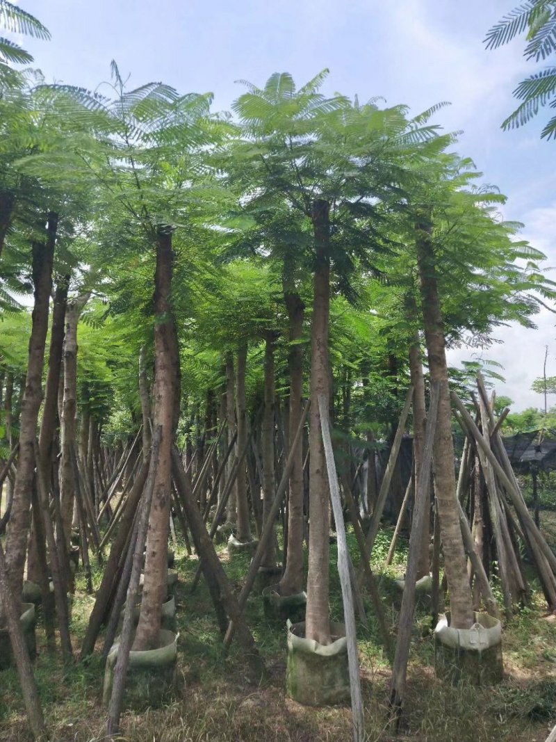 广东普宁凤凰木，现挖现发，基地直发，品质保证，欢迎选购