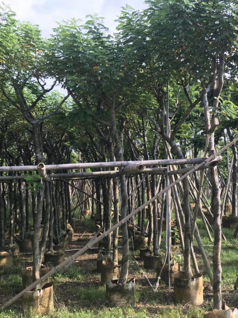 黄花槐
