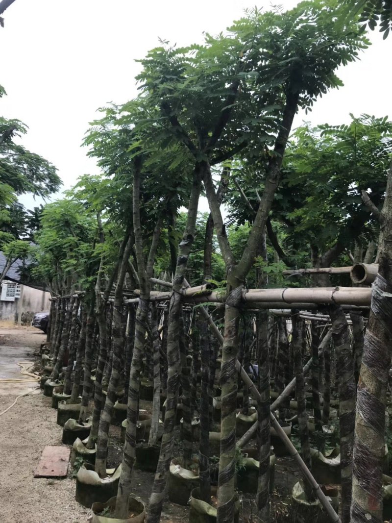 黄花槐