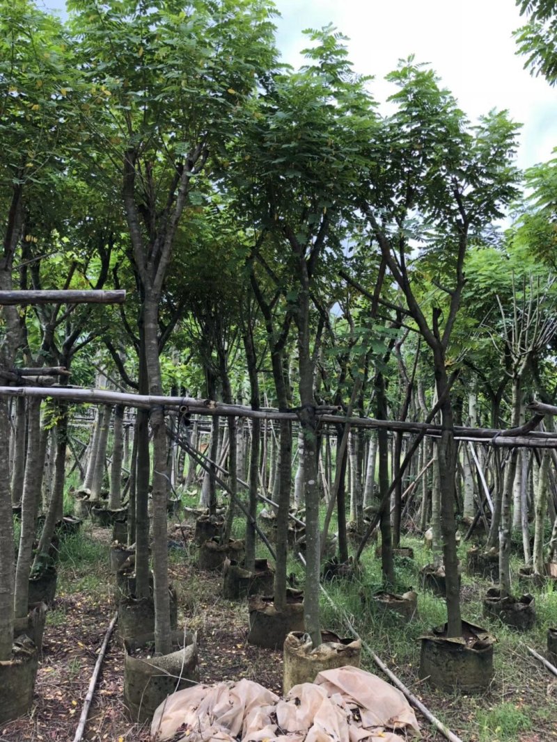 黄花槐