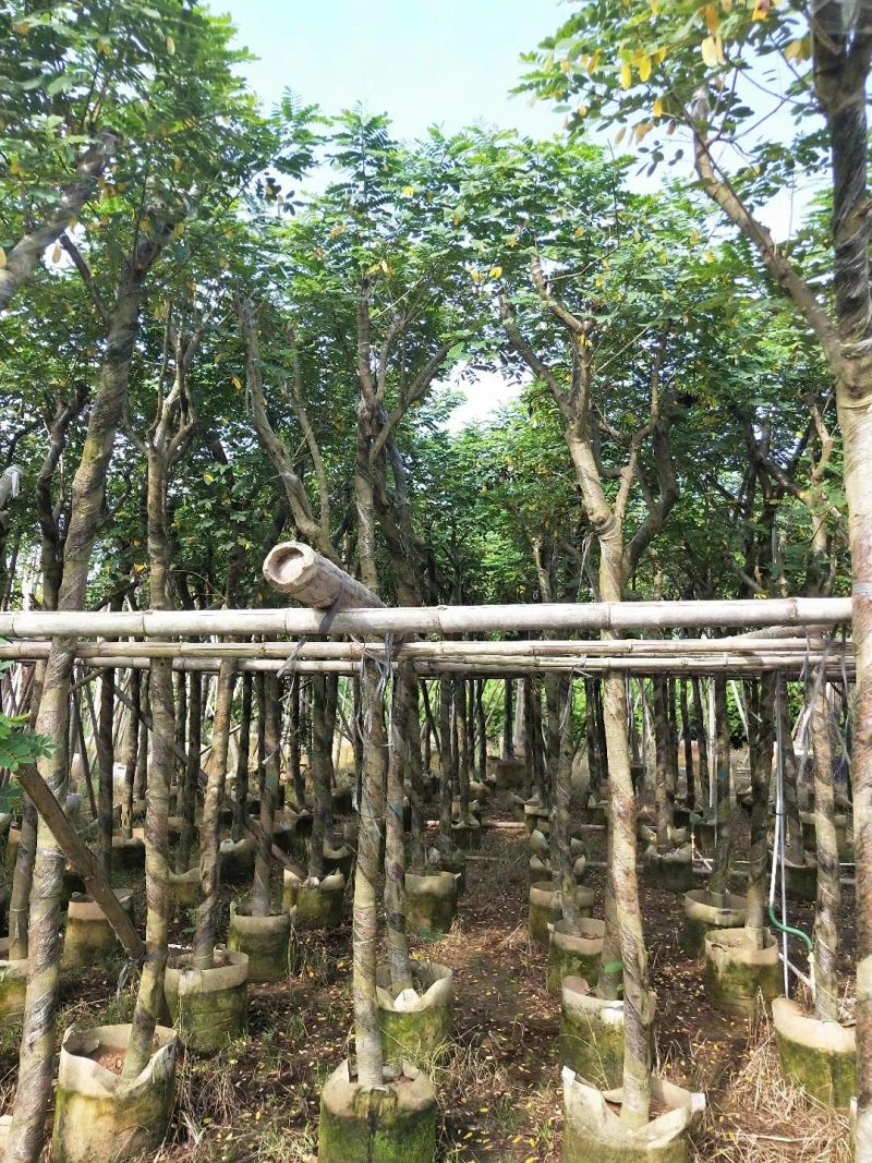 黄花槐