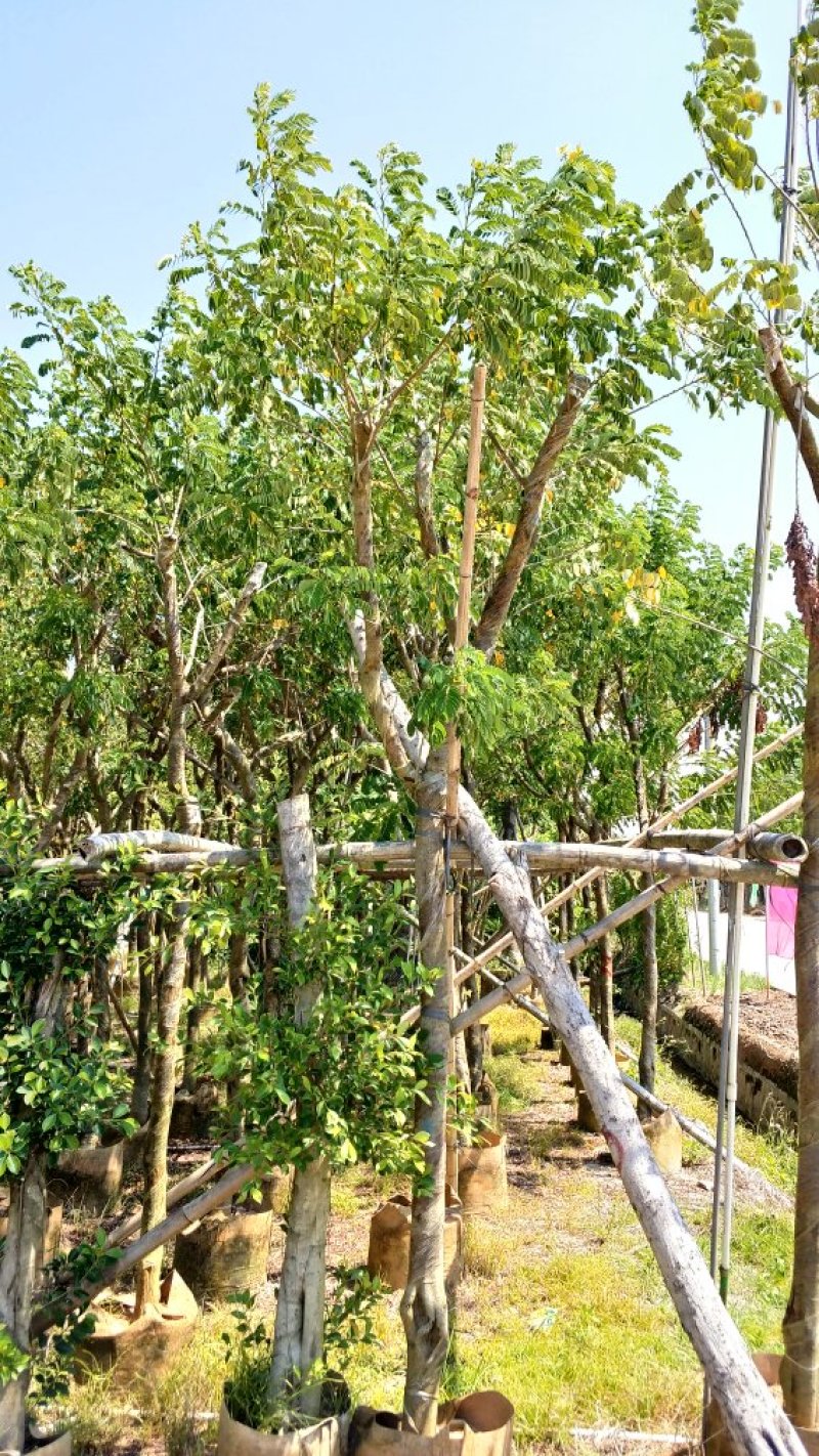 黄花槐
