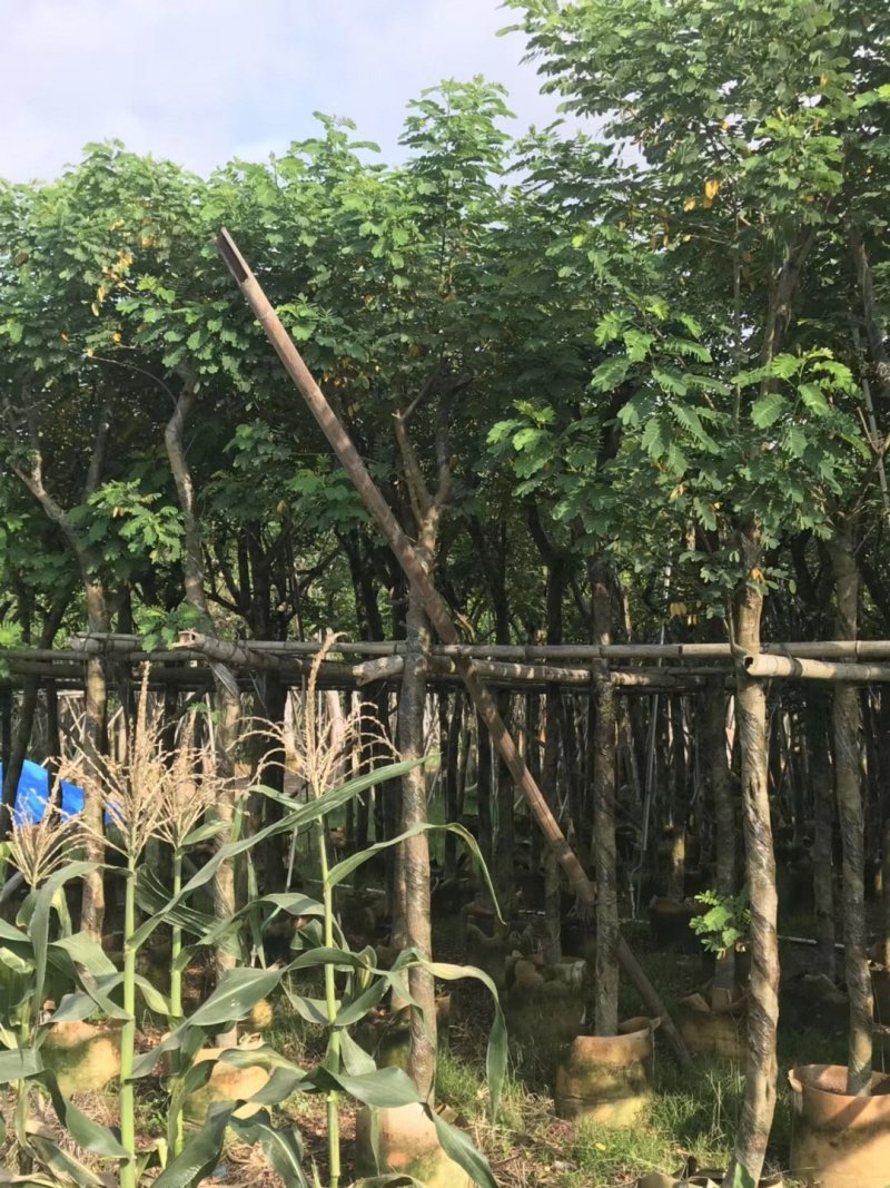 黄花槐