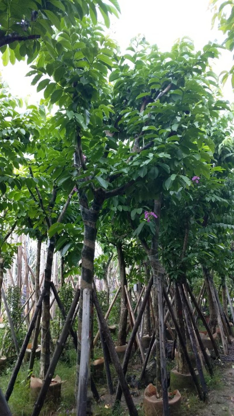 广东大叶紫薇，基地直销，量大从优，品质保证，欢迎选购