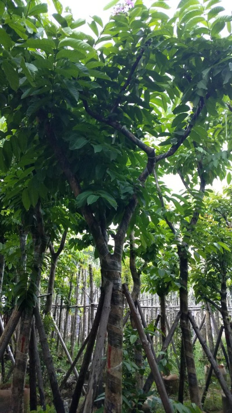 广东大叶紫薇，基地直销，量大从优，品质保证，欢迎选购