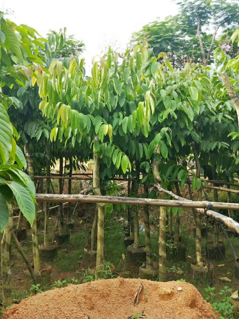广东大叶紫薇，基地直销，量大从优，品质保证，欢迎选购