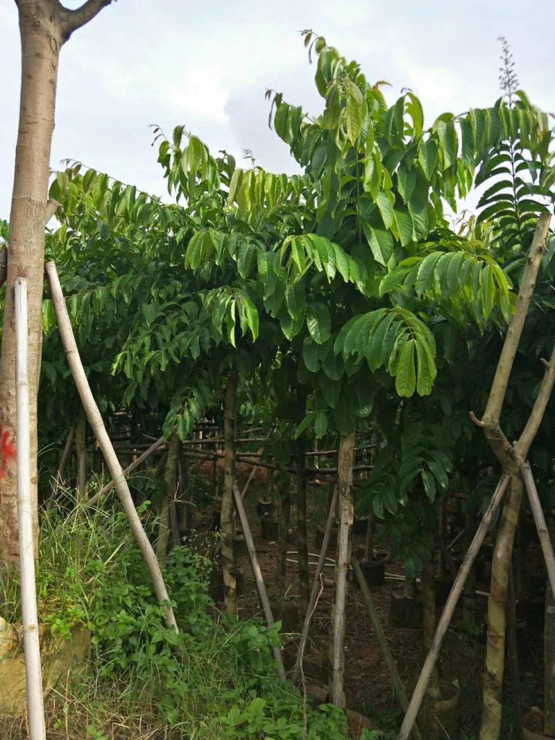 广东大叶紫薇，基地直销，量大从优，品质保证，欢迎选购
