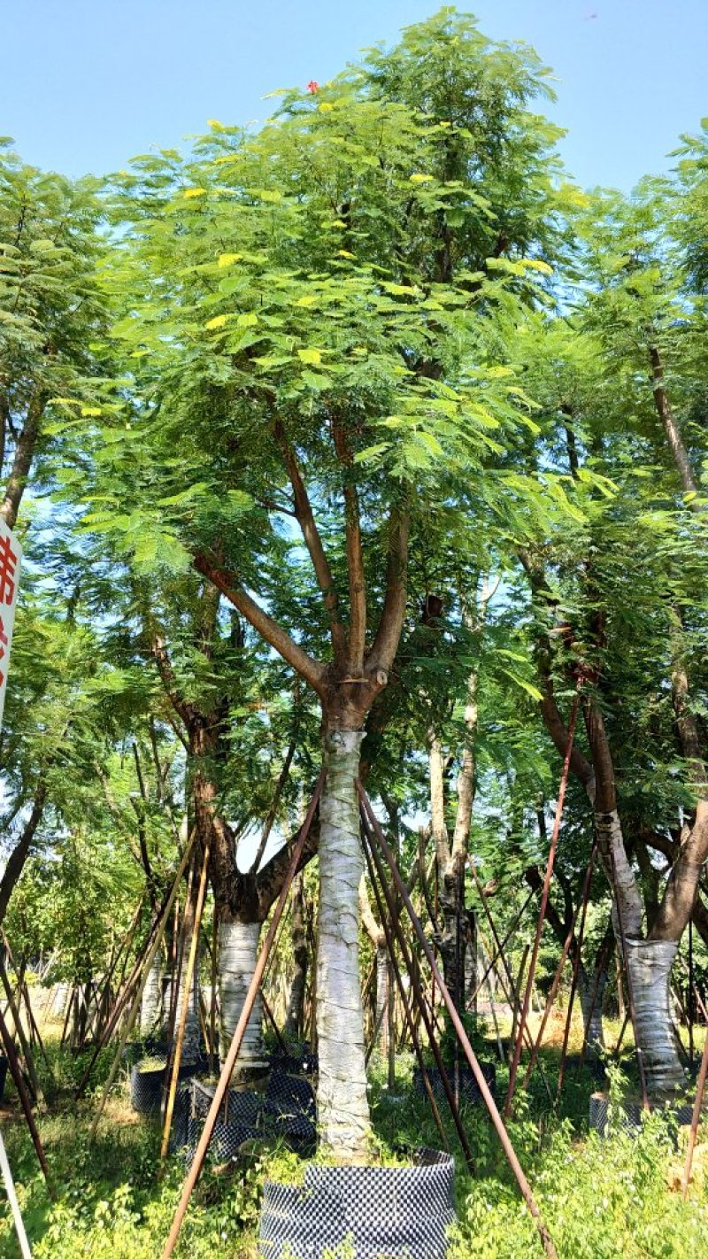 广东普宁凤凰木，现挖现发，基地直发，品质保证，量大从优