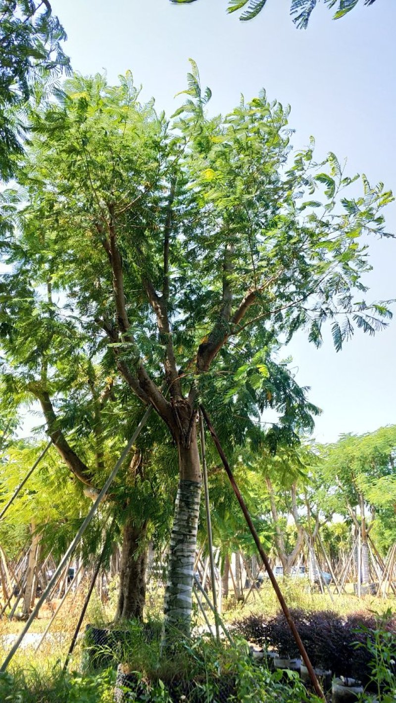 广东普宁凤凰木，现挖现发，基地直发，品质保证，量大从优